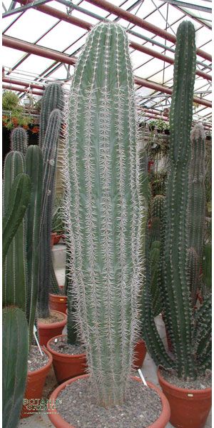 Pachycereus pringlei - Kaktus