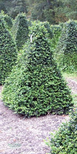 Buxus sempervirens arborescens - Buchs- Pyramide