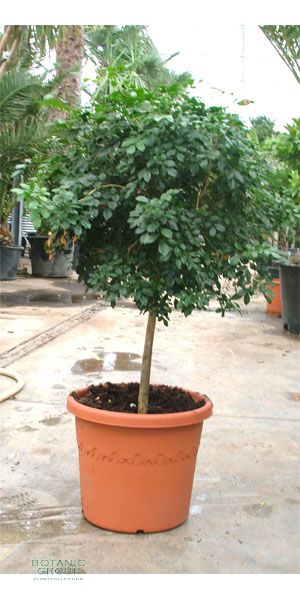 Murraya paniculata – Barktree/China-Box/Orange jasmine