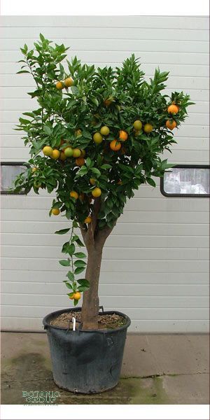 Citrus sinensis - Orange tree