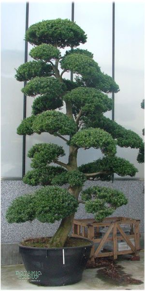Ilex crenata Bonsai - Japanischer Gartenbonsai