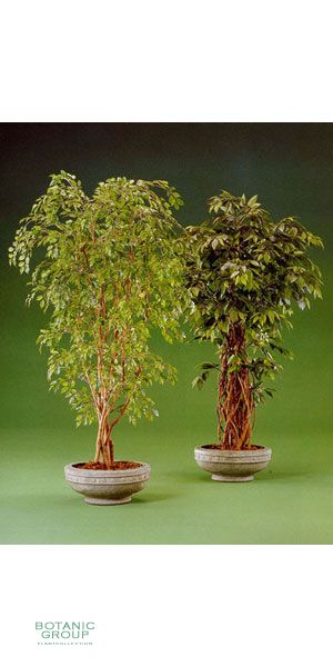 Kunstpflanze - Ficus benjamini