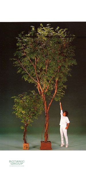 Kunstpflanze - Ficus benjamini Großbaum