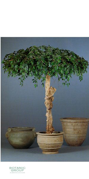 Kunstpflanze - Ficus benjamini Schirm