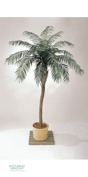 Artificial - Phoenix palm