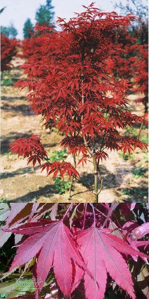 Acer palmatum Atropurpureum - Rotblättriger jap. Fächerahorn