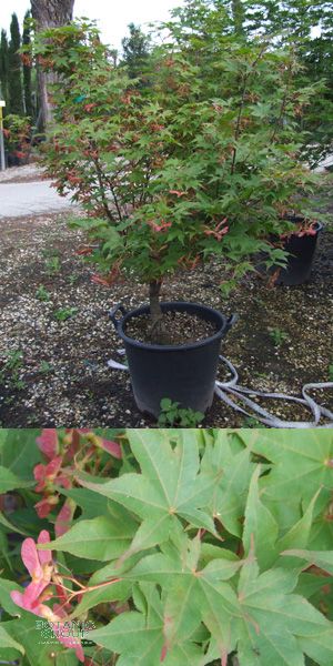 Acer palmatum Atropurpureum in varietes