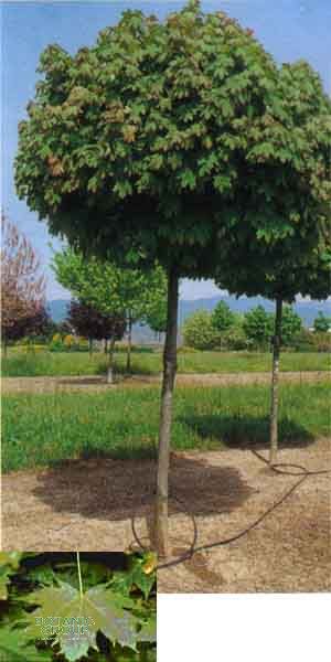 Acer platanoides `Globosum` - Norway Maple