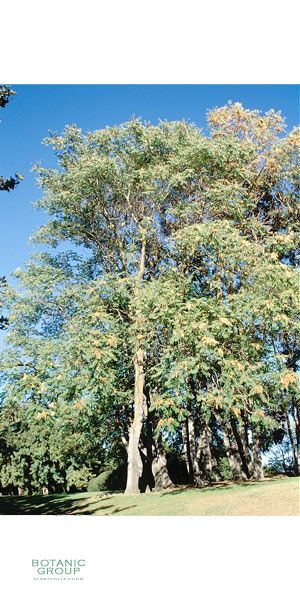 Ailanthus altissima - Tree of Heaven