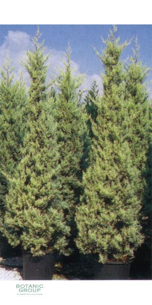 Cupressus arizonica Fastigata Aurea - Arizona Cypress