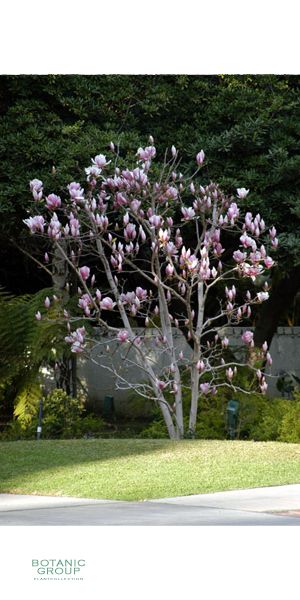 Magnolia soulangeana - Magnolia soulangiana