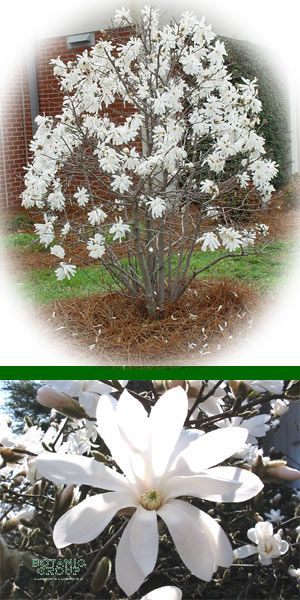 Magnolia stellata - Stern-Magnolie
