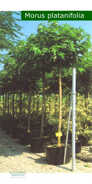 Morus x platanifolia - Platanenblättriger Maulbeerbaum