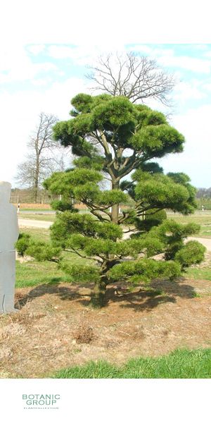 Pinus contorta Compacta Bonsai
