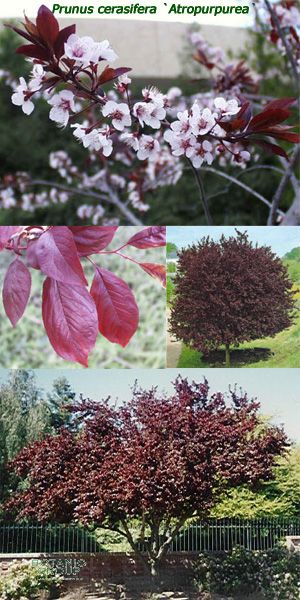 Prunus cerasifera - Purple Leaf Flowering Plum