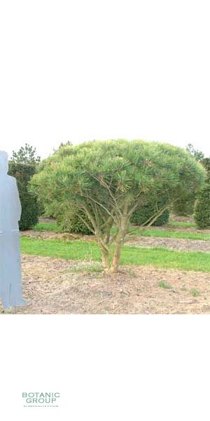 Pinus densiflora Umbraculifera - Japanische Strauchkiefer
