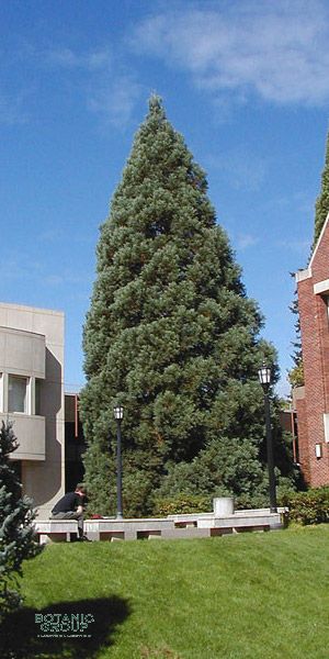 Sequoiadendron giganteum - Sequoiadendron