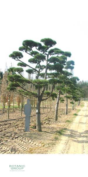 Pinus nigra austriaca Bonsai - Austrian Black Pine
