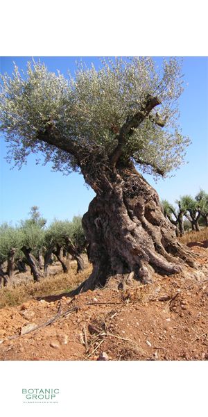 Olea europea - Olivetree