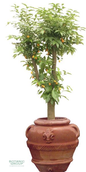 Citrus Fortunella japonica - Kumquat