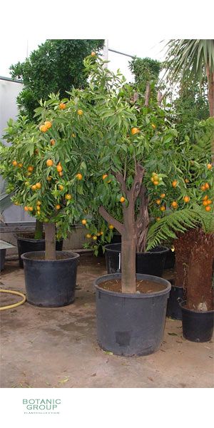Citrus clementine - Clementine, Mandarine