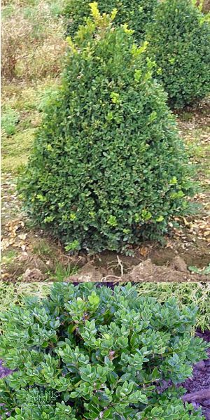 Buxus sempervirens Rotundifolia - Kegel- Schnitt