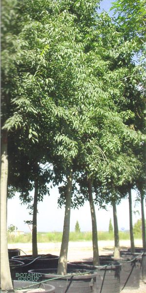 Celtis australis - Europäischer Zürgelbaum