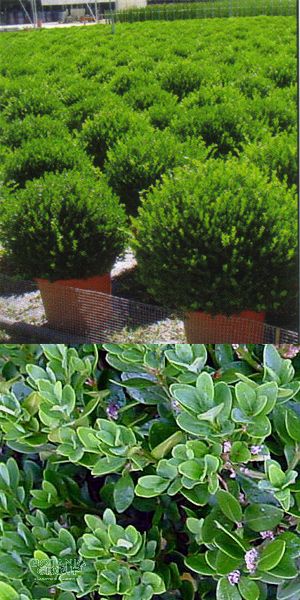 Buxus sempervirens Rotundifolia - Buchsbaumkugel