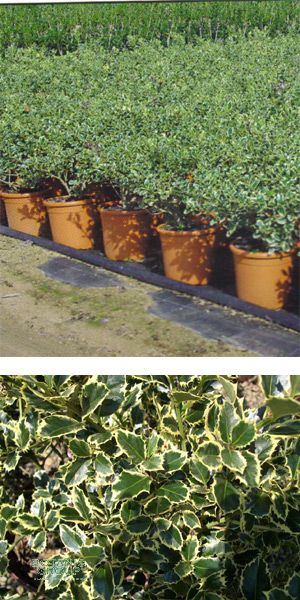 Ilex aquifolium Aureomarginata - European Holly