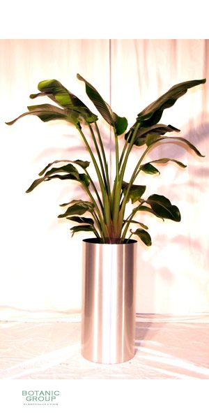 Indoor plant Strelizia nicolai