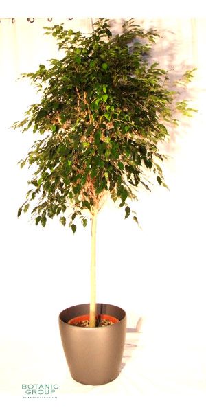 Ficus benjamina Danielle Stamm im Kunststoff Pflanzgefäß