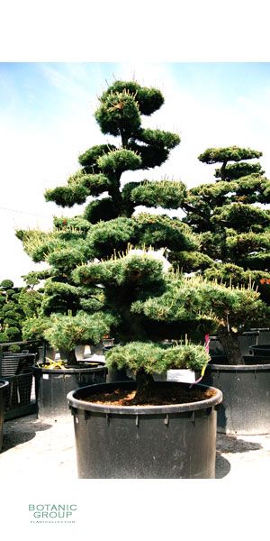 Pinus parviflora -  Bonsai