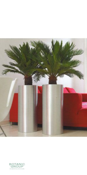 Cycas revoluta in a steel planter