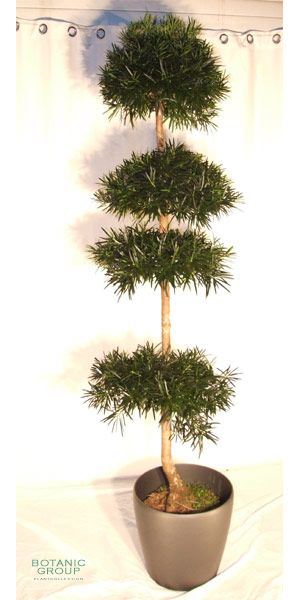 Podocarpus marki Bonsai in a plastic planter