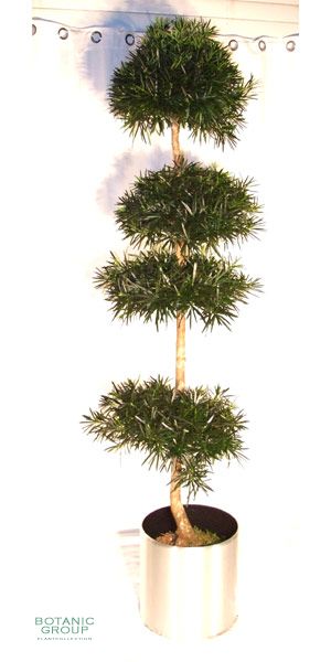Podocarpus marki Bonsai im Edelstahlgefäß