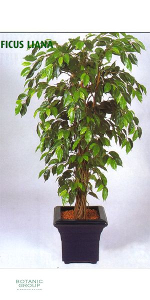 Artificial Plant - Ficus Liana