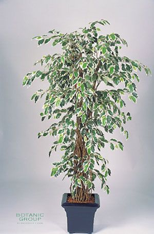 Artificial Plant - Ficus Liana variegata