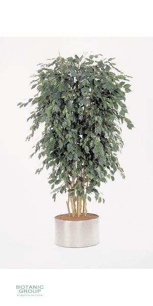 Artificial Plant - Ficus exotica deluxe