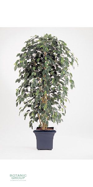 Kunstpflanze - Ficus Nitida exotica