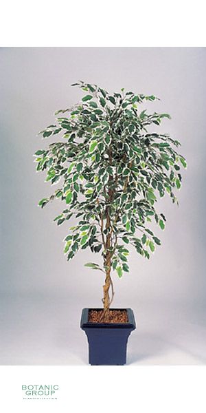 Kunstpflanze - Ficus benjamini stam