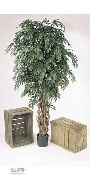 Artificial- Ficus Liana Highclass