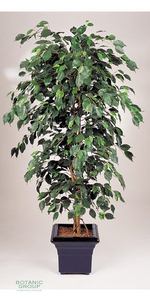 Kunstpflanze - Ficus exotica