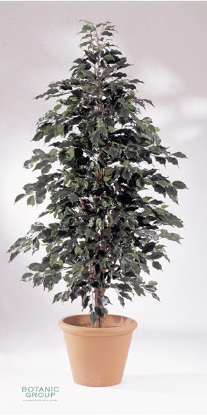 Artificial- Ficus  exotica nature