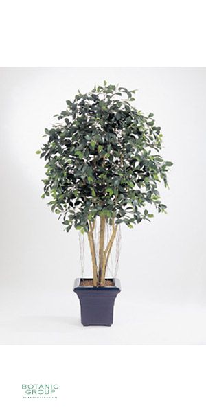 Kunstpflanze - Ficus retusa