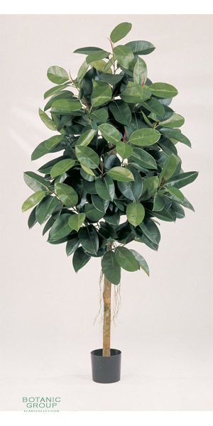 Artificial- Ficus  ELASTICA