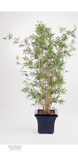 Artificial plant - Bambus Silver Bird
