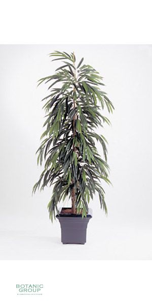 Kunstpflanze - Ficus longfolia