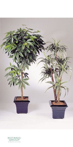Kunstpflanze - Dracaena deremensis