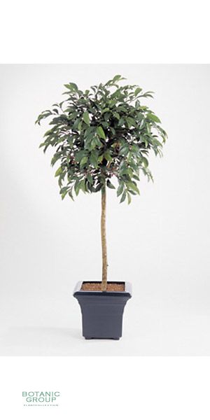 Artificial plant - Ardisia nitida umbrella