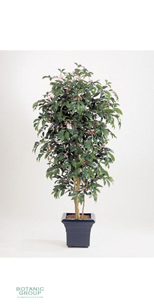 Artificial plant - Ardisia nitida